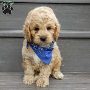 Tux, Cockapoo Puppy